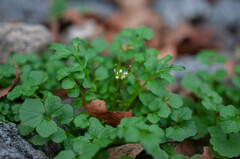 Cardamine flexuosa