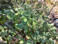 Pseudodictamnus africanus