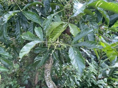 Melicope semecarpifolia