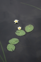 Nymphaea tetragona