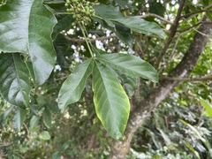 Melicope semecarpifolia