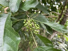 Melicope semecarpifolia