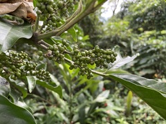 Melicope semecarpifolia