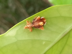 Zygaenoidea