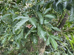 Melicope semecarpifolia