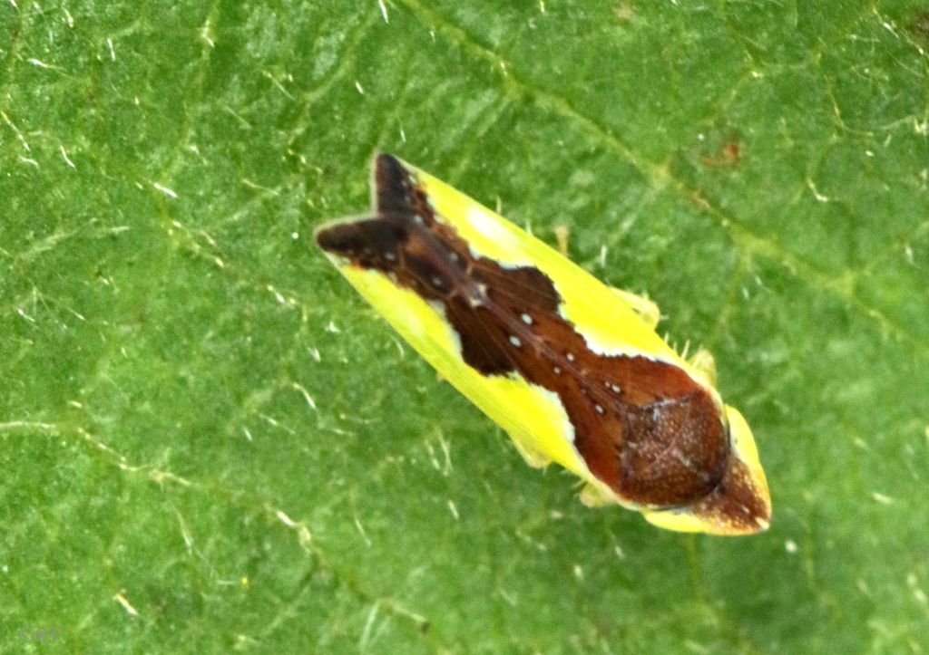 Platymetopius
