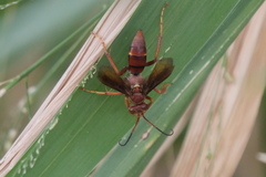 Poecilopompilus rubricatus