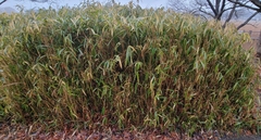 Pleioblastus fortunei