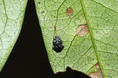 Dactylispa latipennis
