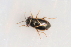 Geocoris grylloides