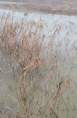 Miscanthus sacchariflorus