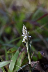 Zeuxine strateumatica