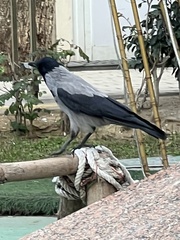 Corvus cornix