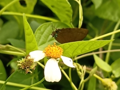 Remelana jangala travana