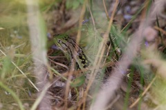 Liolaemus chiliensis