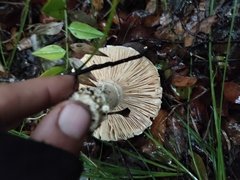 Amanita echinocephala