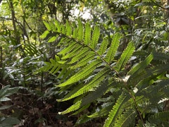 Microlepia marginata bipinnata