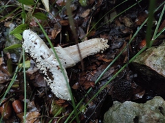 Amanita echinocephala