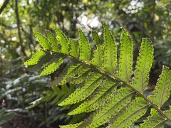 Microlepia marginata bipinnata