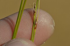 Schoenus exilis