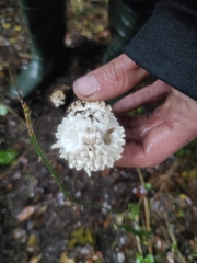 Amanita echinocephala