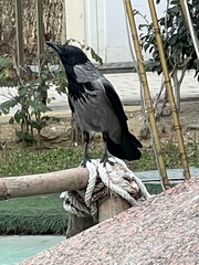 Corvus cornix