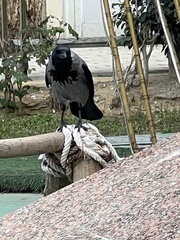 Corvus cornix