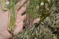 Schoenus pseudoloreus