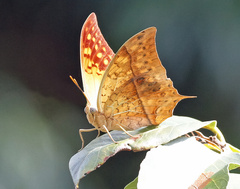 Charaxes varanes