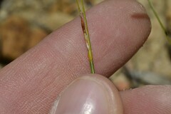 Schoenus pseudoloreus