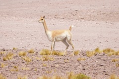 Liolaemus chiliensis