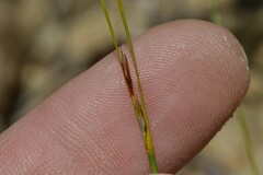 Schoenus pseudoloreus