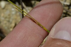 Schoenus pseudoloreus