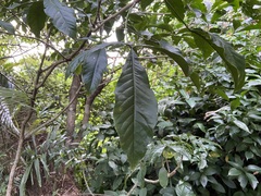 Melicope semecarpifolia