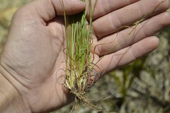 Schoenus pseudoloreus