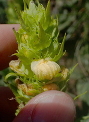 Alectra sessiliflora