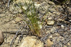 Schoenus pseudoloreus