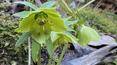 Helleborus odorus