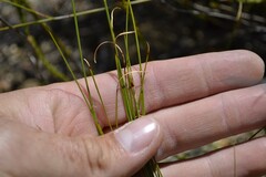 Schoenus pseudoloreus