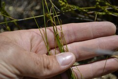 Schoenus pseudoloreus