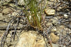 Schoenus pseudoloreus