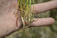 Schoenus pseudoloreus