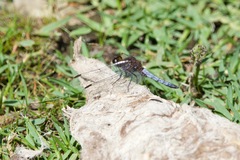 Liolaemus chiliensis