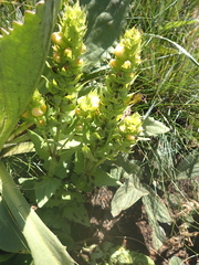 Alectra sessiliflora