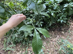 Melicope semecarpifolia