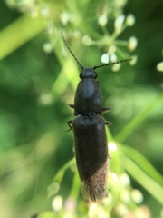 Athous haemorrhoidalis