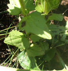 Alectra sessiliflora