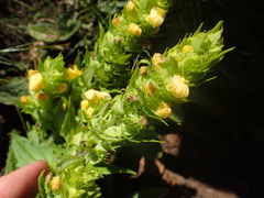 Alectra sessiliflora