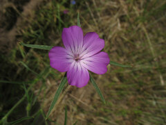 Agrostemma githago