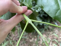 Melicope semecarpifolia